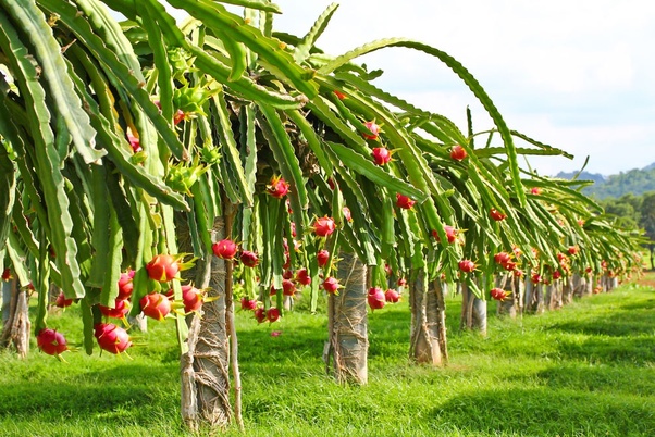 Dragon Fruit Is Big Thing In Indian Horticulture Industry?
